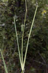 Saltmarsh fingergrass